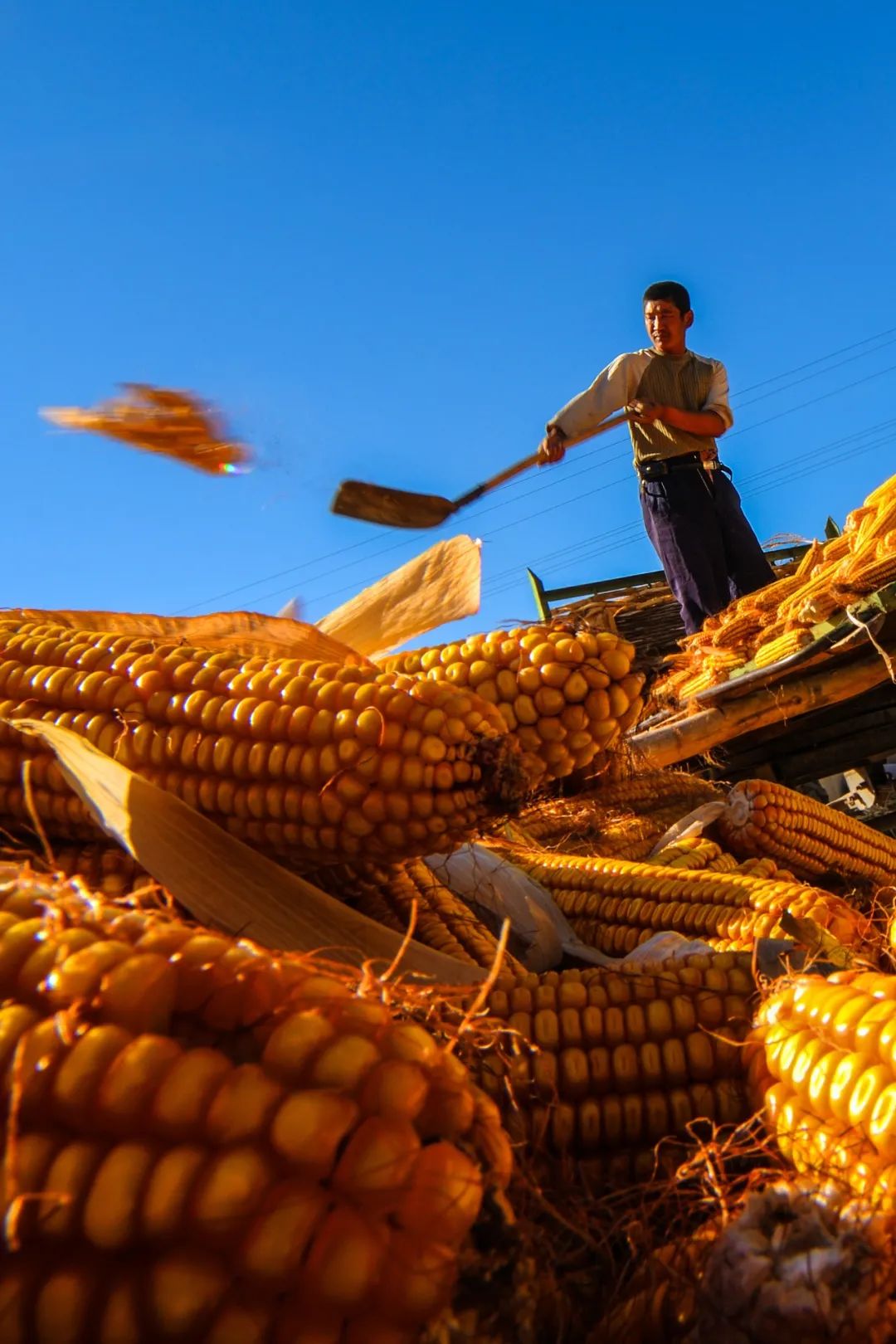 ▲ 吉林洮南市玉米丰收季。摄影