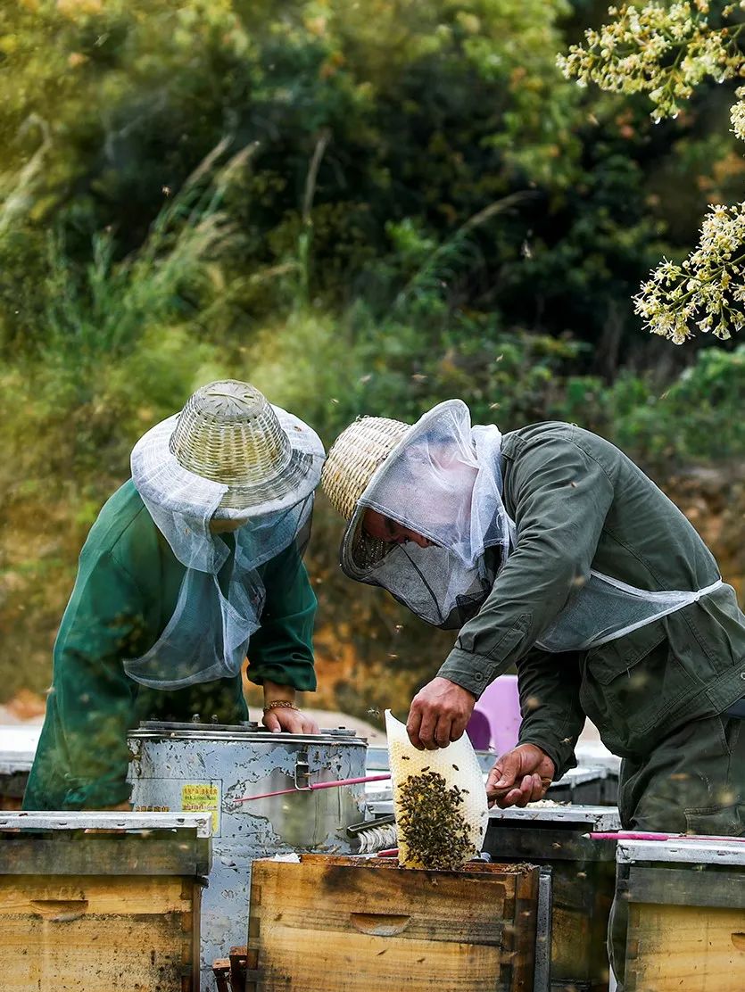 ▲ 广州从化正在酿蜜的养蜂人。摄影/邹庆辉