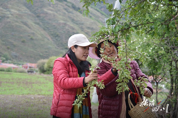 密织监督网络,守护格桑花开