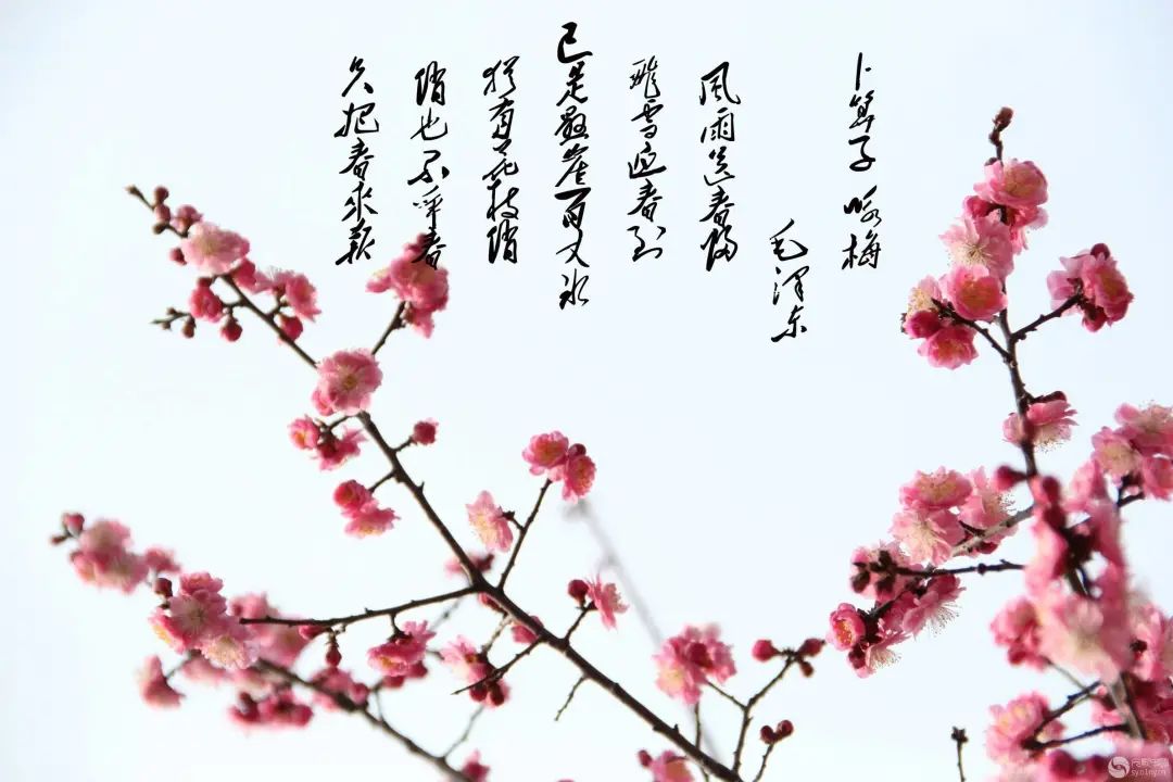 送给坚持定投的朋友——《卜算子·咏梅》蕴含的定投之道
