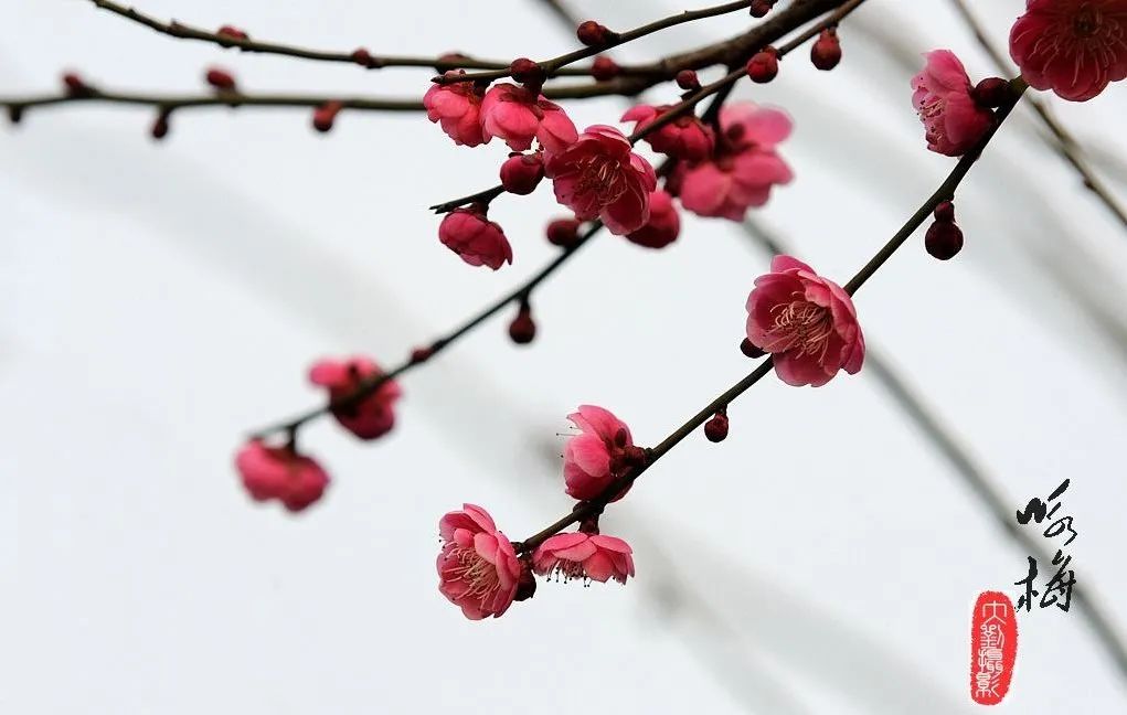 送给坚持定投的朋友——《卜算子·咏梅》蕴含的定投之道