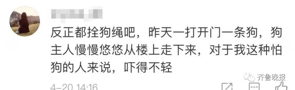 济南拟新规:每户只能养一只小型犬