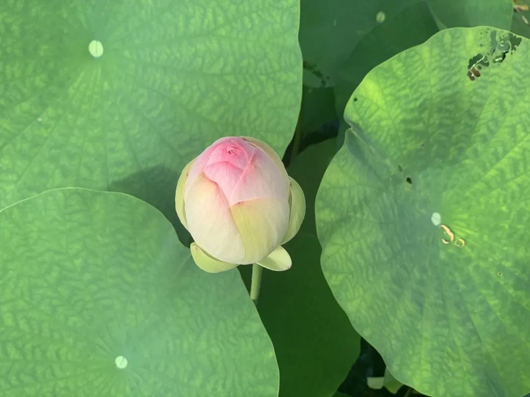 这是属于上大的夏天