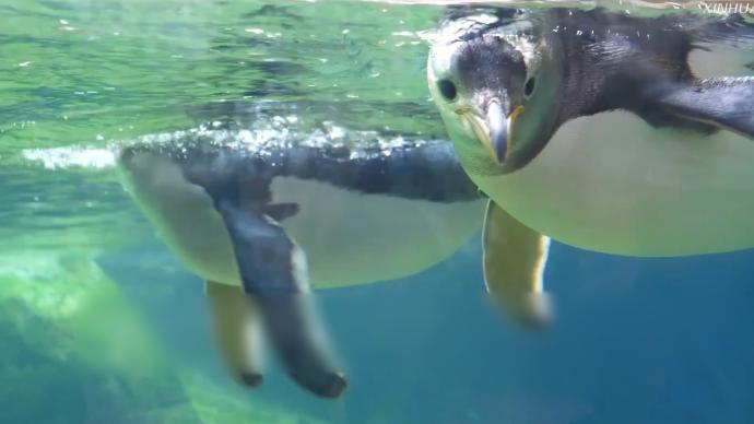 比利时天堂动物园企鹅馆开放