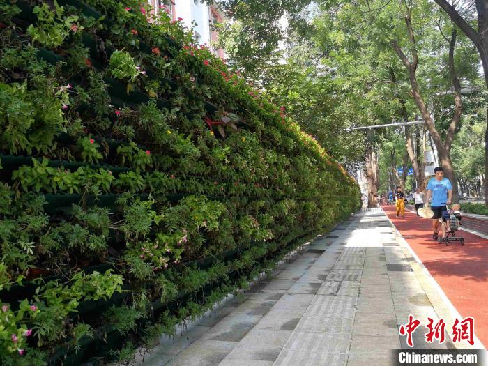 石家庄市裕华区打造的绿植景观墙。 俱凝搏 摄