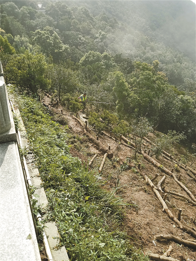 市民拍摄的小梧桐山坡上堆放的树干。管理处解释说，这些树干是被台风吹倒的树木和修剪下来的一部分树枝，用来对土坡进行加固，以利于保持水土。 图片来源于网络