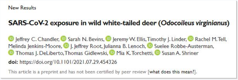 ▲APHIS研究人员发表的相关论文《野生白尾鹿感染新冠病毒研究》。截图自bioRxiv平台