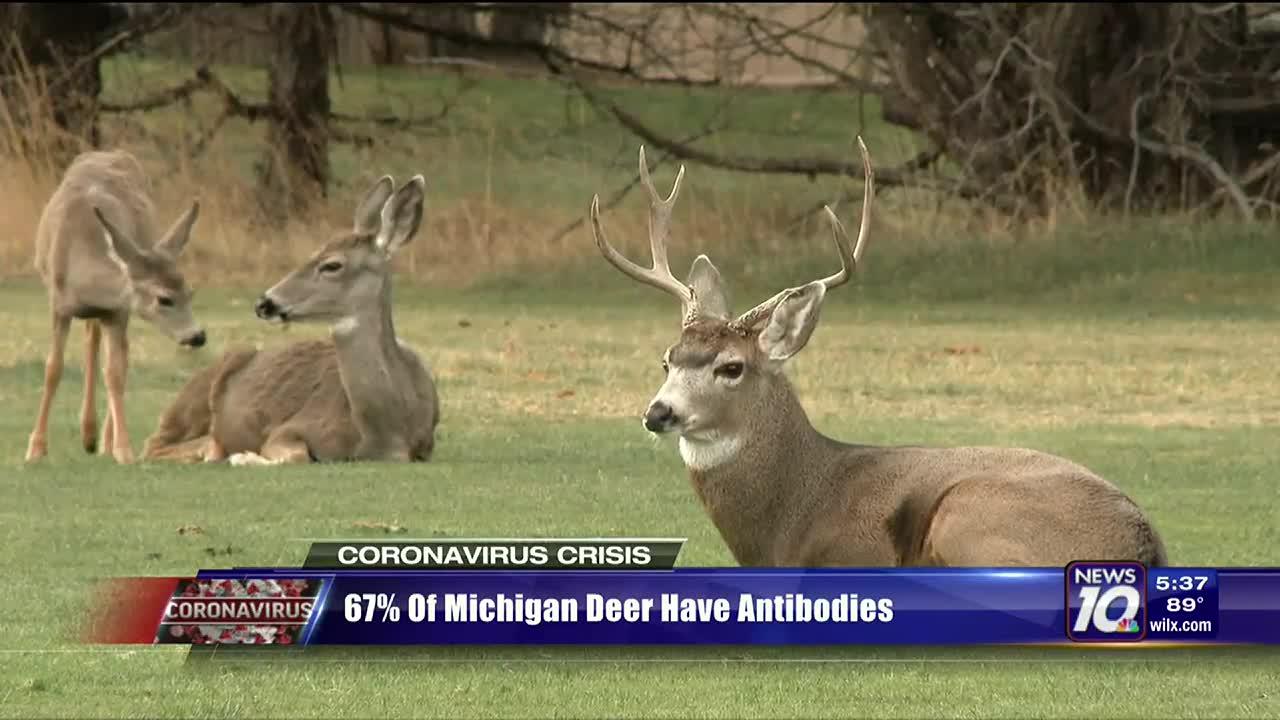 ▲美媒报道称67%的密歇根州野生白尾鹿存在新冠病毒抗体。图据WILX