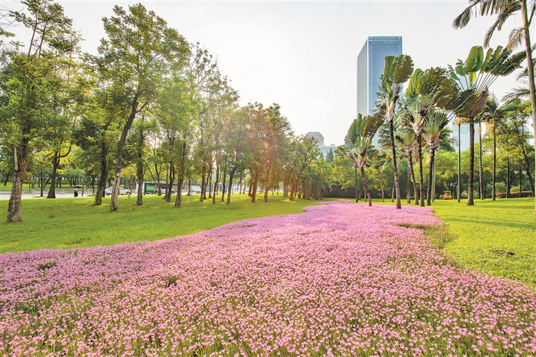 1.市中心公园风雨兰盛开如粉色花海。