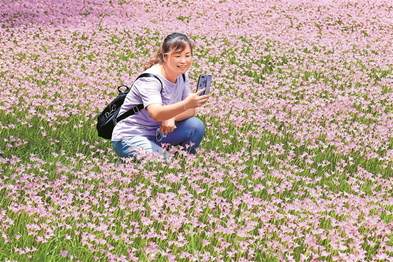 3.中心公园粉色的风雨兰花海吸引游客前来拍照打卡。深圳晚报记者 陈玉 摄