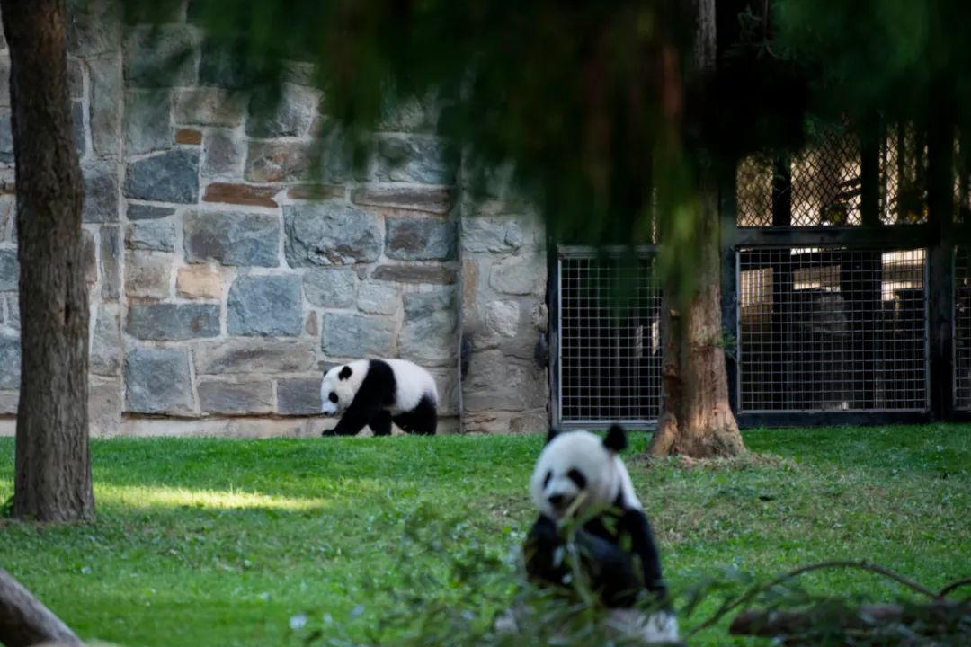 这是5月20日在美国华盛顿史密森学会国家动物园拍摄的雄性大熊猫幼崽"