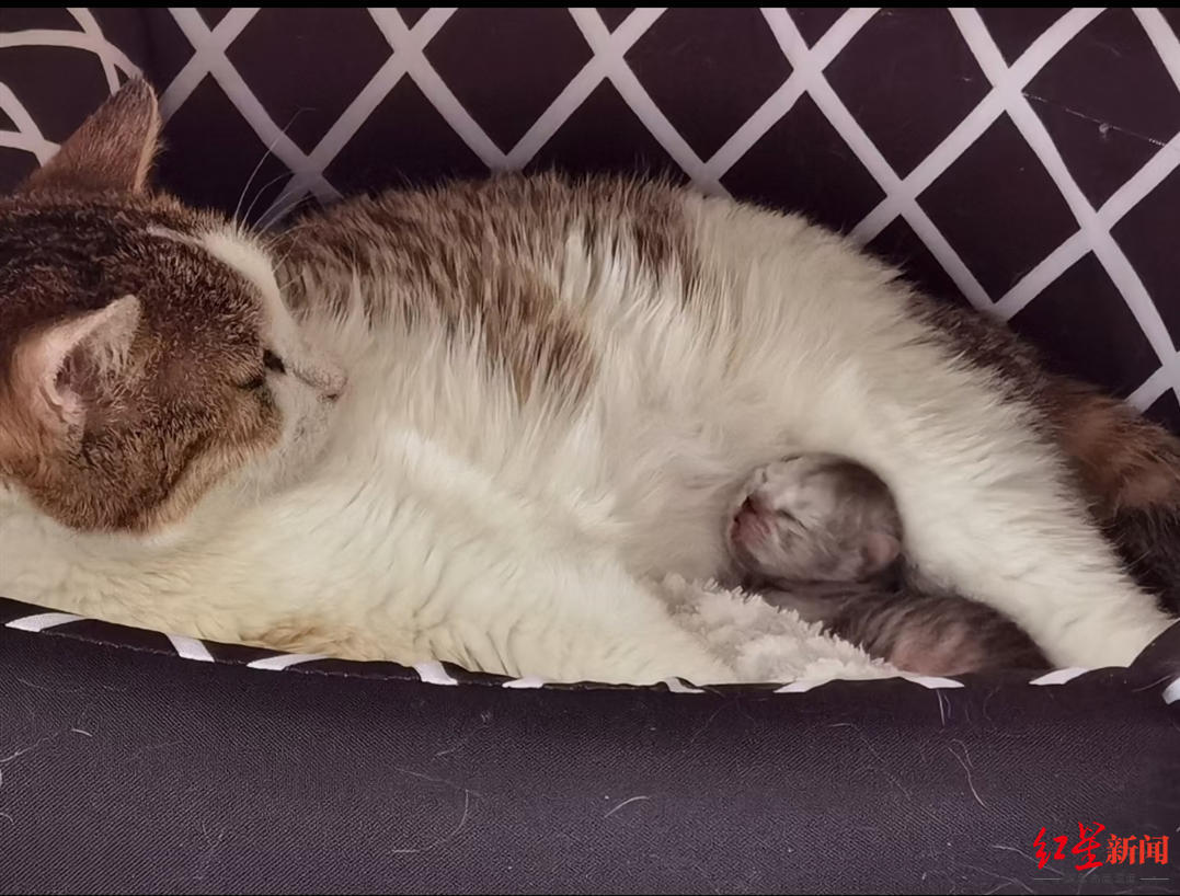 ▲出生后不久的克隆猫“平安”与代孕母猫