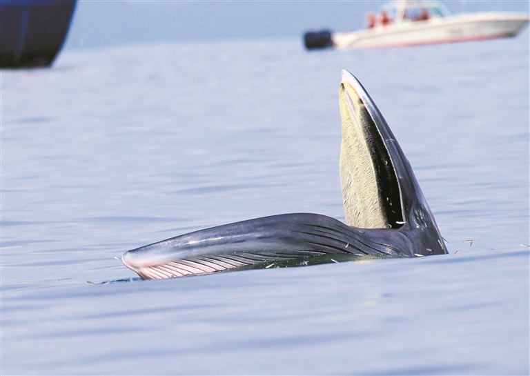 ▲布氏鲸在大鹏湾捕食，远处为深圳海洋综合执法部门的巡护船只。