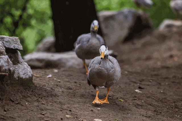 什么是单反相机(什么是单反相机什么是数码相机)-85模板网 什么是单反相机(什么是单反相机什么是数码相机)-85模板网