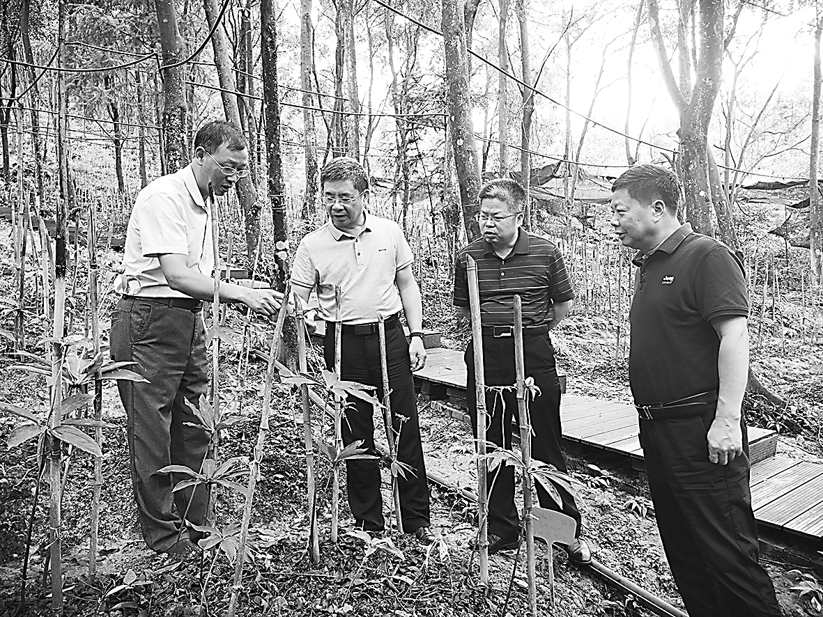 近日,江西吉安市政协组织委员调研林下经济发展助力乡村振兴,详细了解林下经济产业发展、生产周期、投入产出、示范带动效果等情况。图为委员们在井冈山七叶一枝花种植基地调研。 柯结根 摄