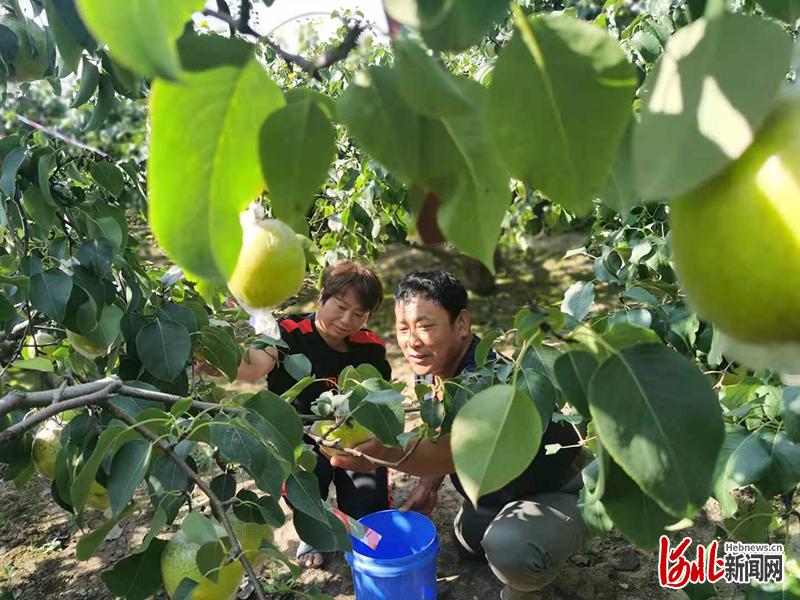 图为沧州沧县汪家铺乡刘进士村果农在采摘梨果。河北日报记者张岚山摄
