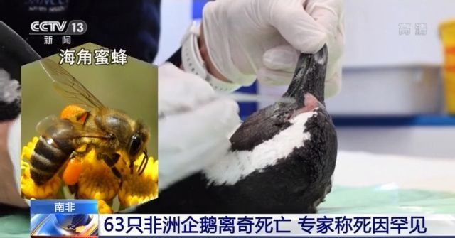 南非63只濒危非洲企鹅离奇死亡 专家称死因罕见