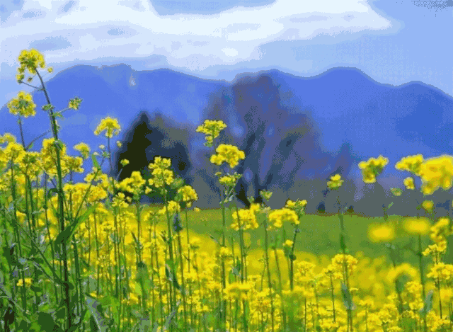 油菜花_新浪财经_新浪