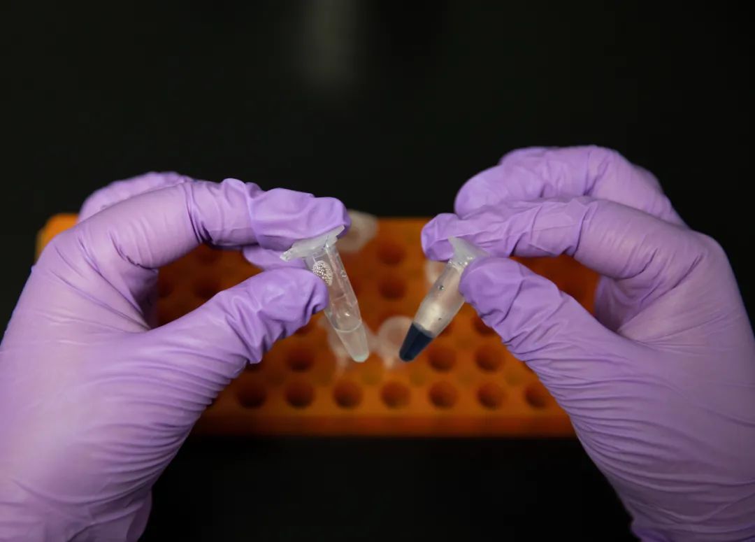 在中国科学院天津工业生物技术研究所实验室,科研人员展示人工合成淀粉样品(9月16日摄)。图片来源:新华社记者 金立旺 摄