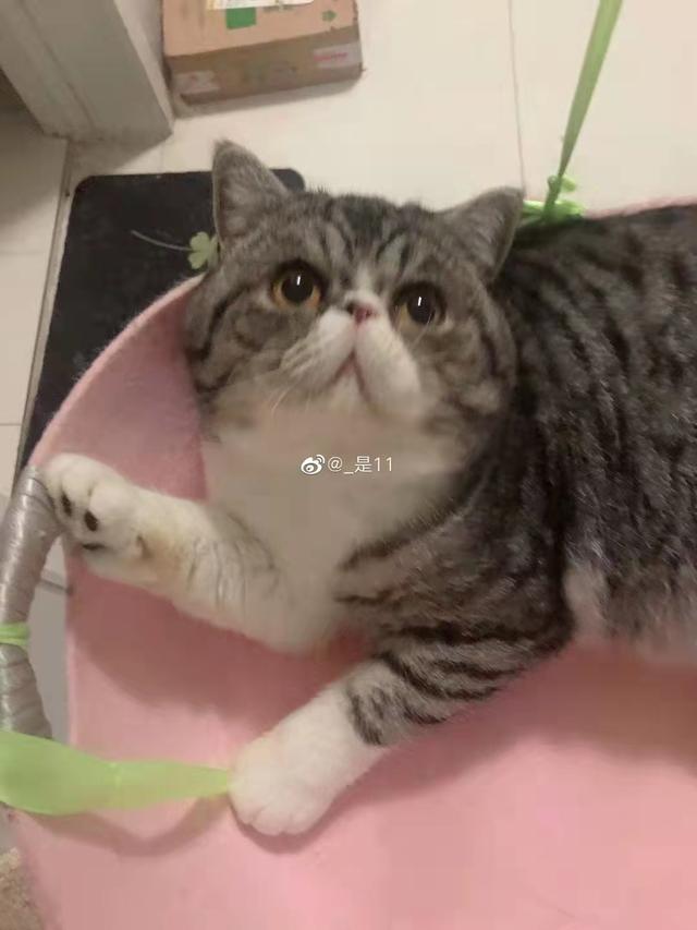 刘女士家的猫。受访者供图