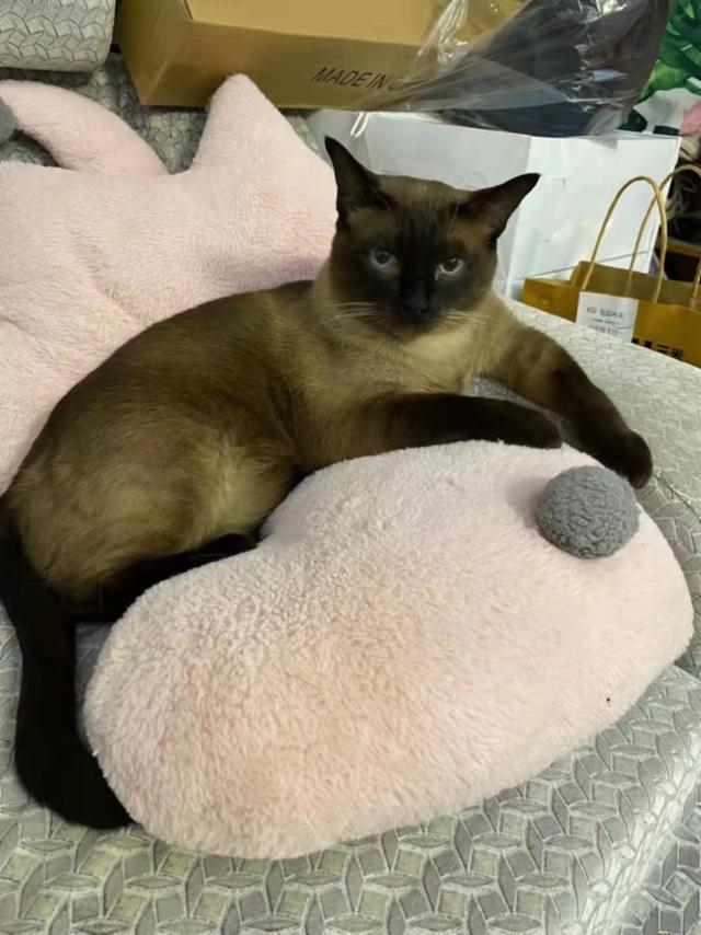 刘女士家的猫。受访者供图