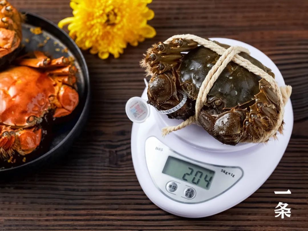 图为4两的大闸蟹（随机），带绳子称重的重量为4.08两