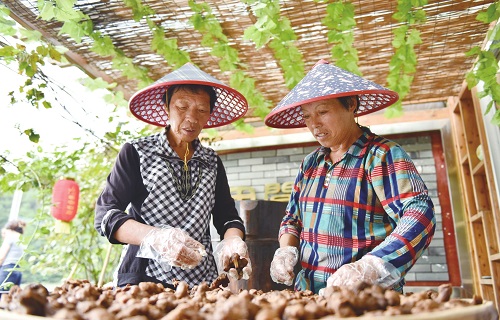 數智化推動浙江鄉村走上共同富裕之路-智醫療網