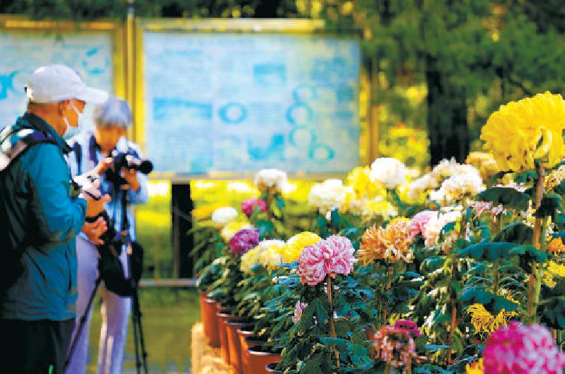 北京植物园内市花菊花等各种鲜花盛开，成为国庆期间赏花观景的好地方。吴镝 摄