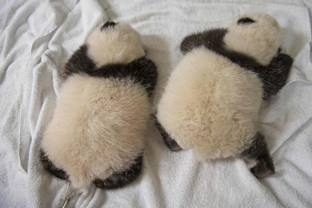 法国新近诞生熊猫幼崽依偎入睡