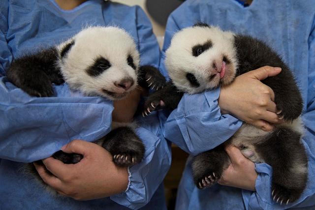 法国新近诞生熊猫幼崽依偎入睡