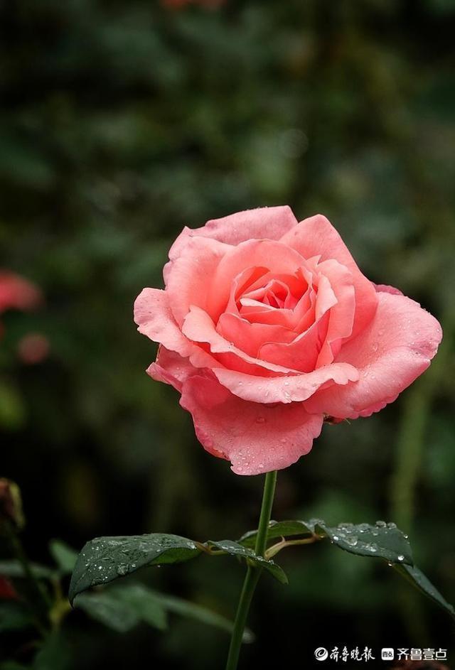 国庆悦秋雨中的植物园玫瑰花美丽绽放