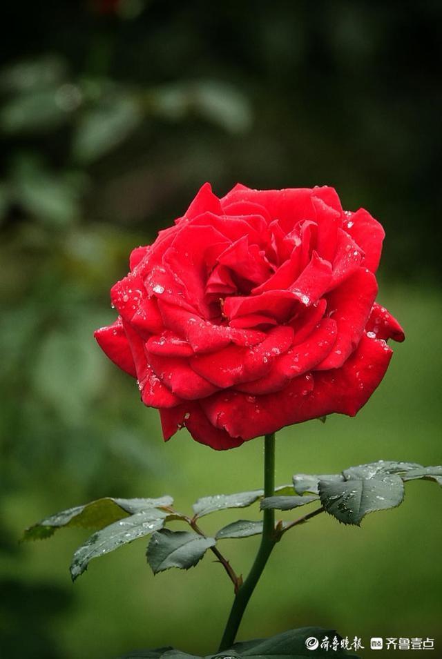 国庆悦秋雨中的植物园玫瑰花美丽绽放