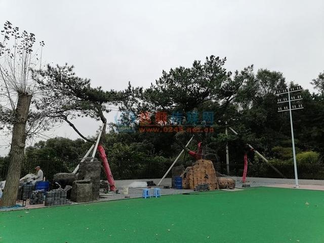 实验小学校内3棵赤松长势旺盛。李凭 摄