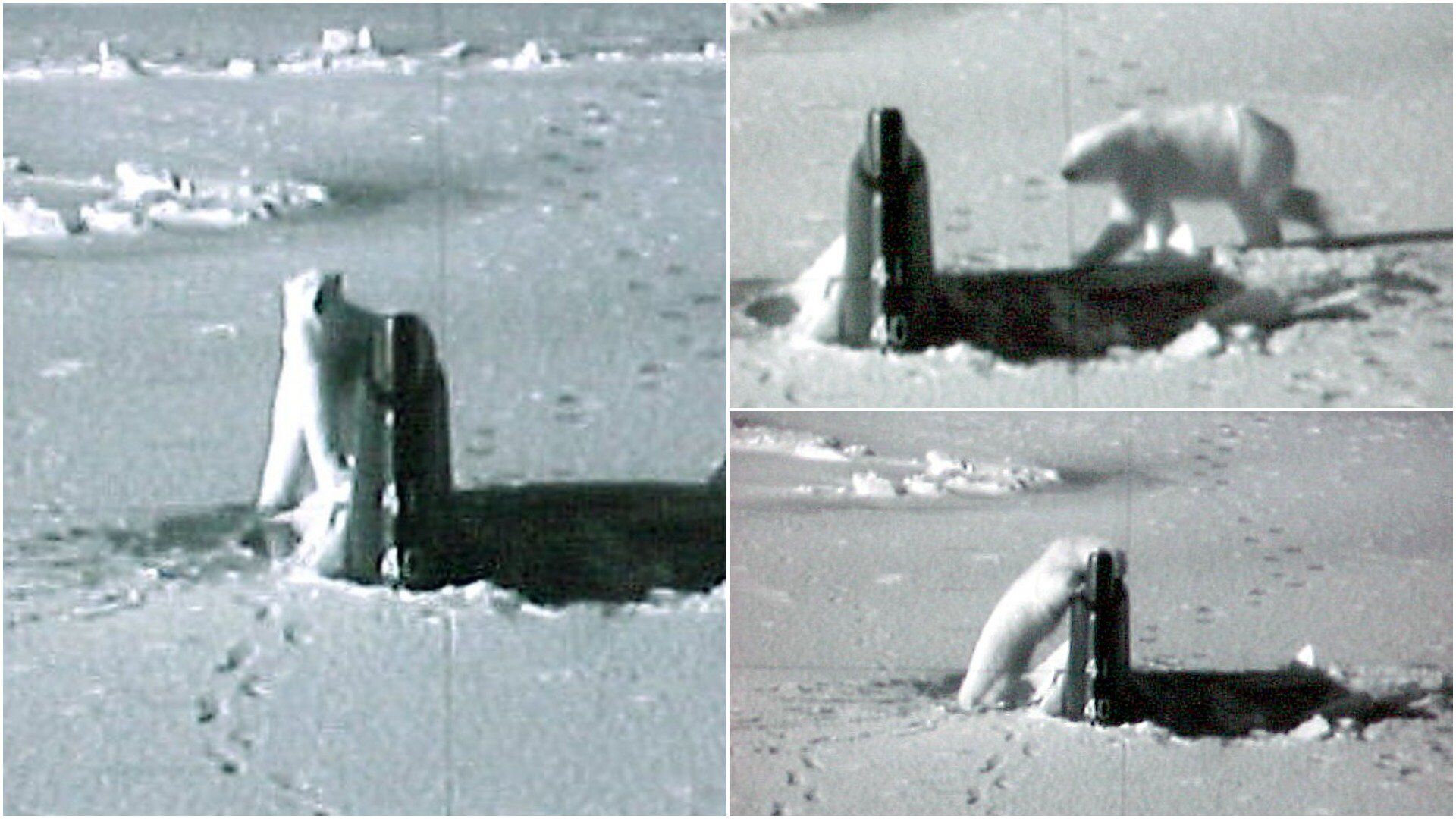 北极熊靠近“康涅狄格”号核潜艇尾舵