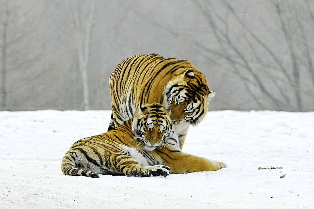 美媒讲述中国动物保护领域成功故事:老虎正回归中国北方