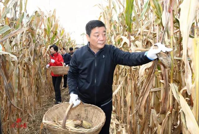 咸阳市委书记杨长亚在玉米田间劳动(图片来源:咸阳发布)