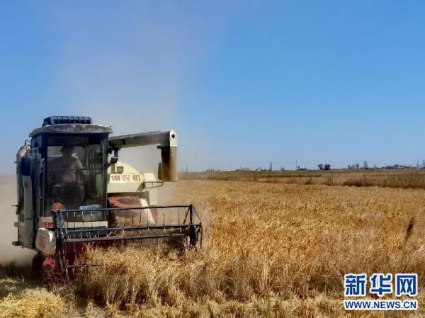 10月16日,水稻收割机在田间收割水稻.新华网徐红梅摄