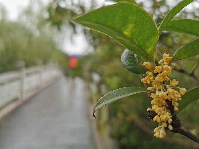 武汉整座城市就会沉浸在桂花的香气之中