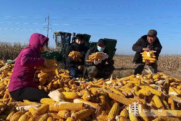 龙江县粮食大丰收
