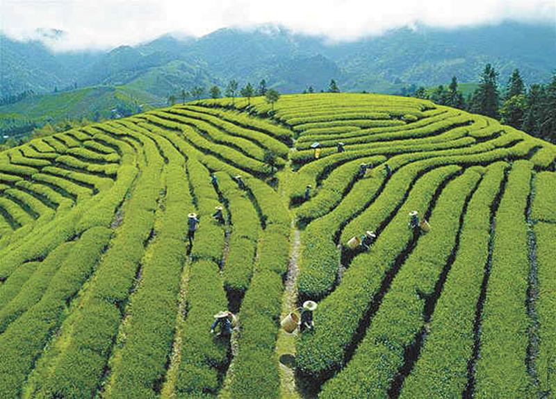 武夷山生态茶园 魏培全摄