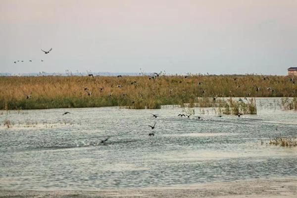 图说:生态恬静的崇明东滩湿地鸟类保护区 崇明警方供图(下同)