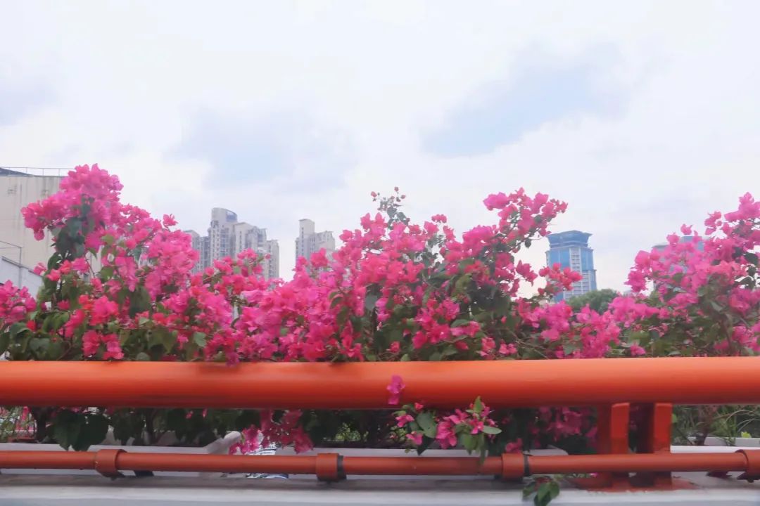 有蓝色三角梅么 1112-7b069fcee19e9b17ece36dfa902a1ffc.jpg
