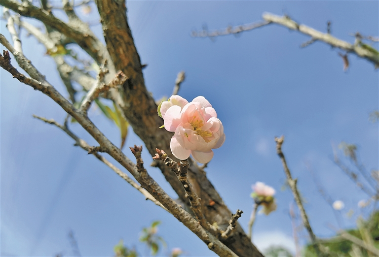 梅园开放的梅花。 深圳晚报记者 徐娅 摄