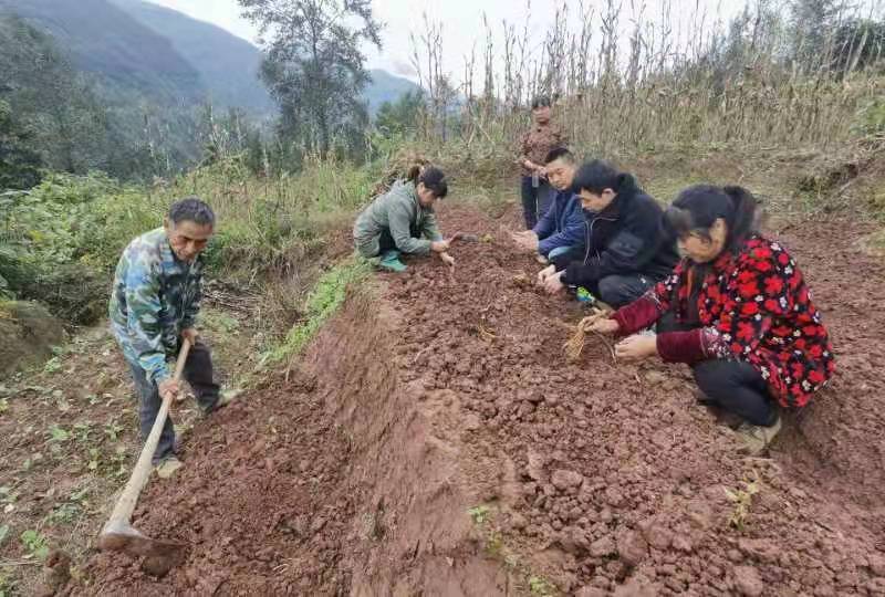 四川万源黑宝山镇小小百部迈出致富一大步