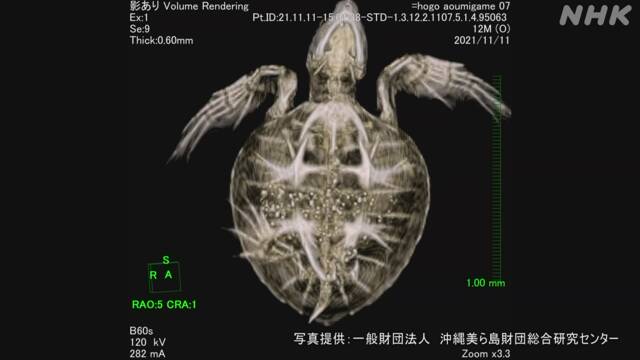 日本野生海龟体内首次发现大量火山石（日本NHK电视台）