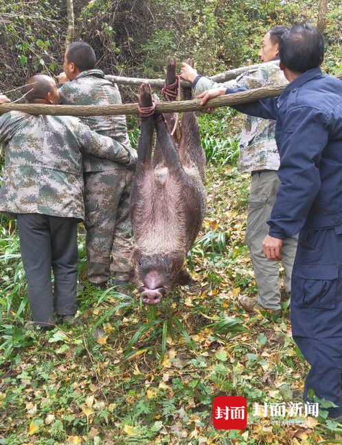 较大的野猪需要四人抬