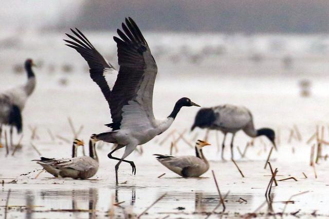 贵州省威宁彝族回族苗族自治县的草海国家级自然保护区迎来越冬黑颈鹤