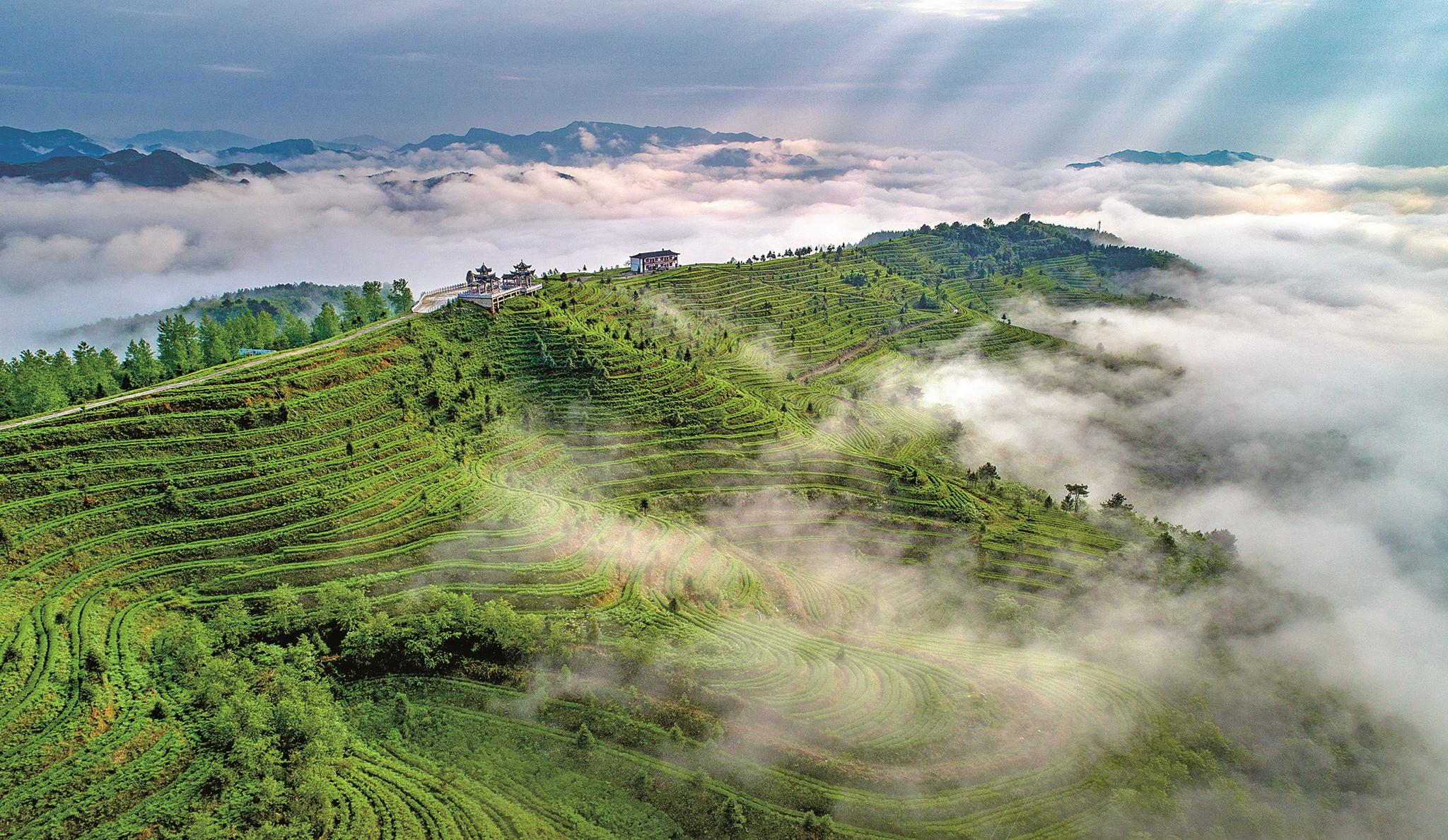 茶园变景区茶山变金山