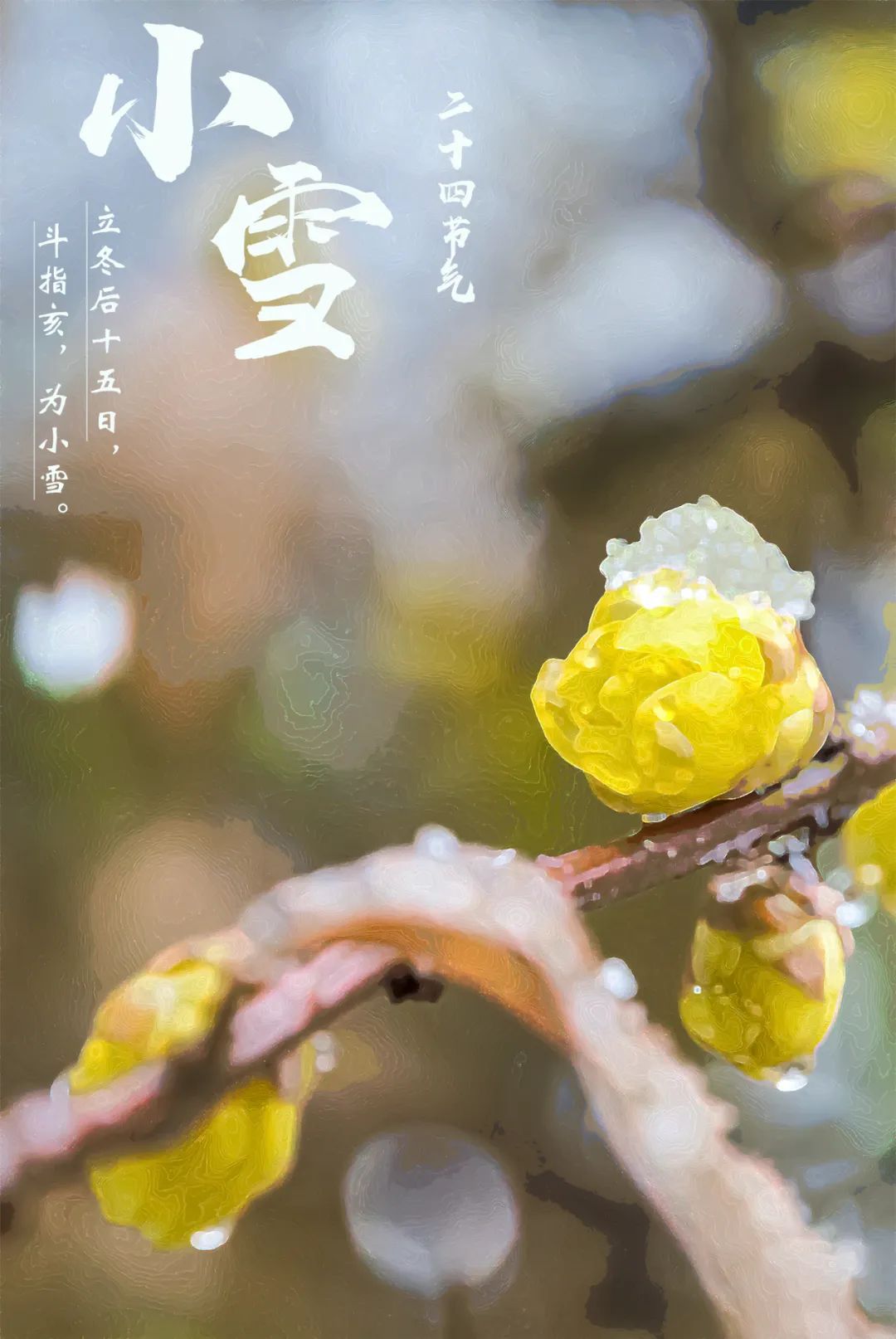 小雪 | 小雪天初寒 莫负河海好时光