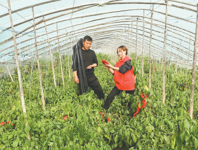 伏天种椒不死苗，老椒农私藏的这些“野路子”才真管用-第1张图片-正海烽科技 - 领先的只能推广行业，智能制造解决方案提供商